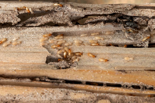 Best Best Pest Control Companies  in Midfield, AL